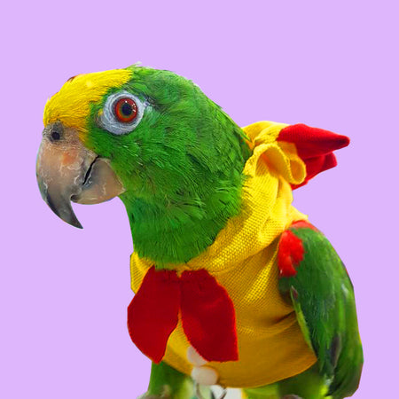 Parrot Outfit