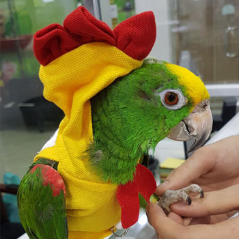 parrot, parrots, parrots dubai, dubai pet food, pet shop near me, puppies online, pet, buy pet, pet food in dubai, pet clothes shop, pet store dubai, dog food dubai, pet online, pet shops in dubai, pets market warsan